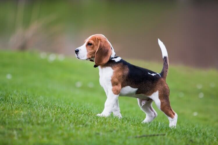 Pocket Beagle