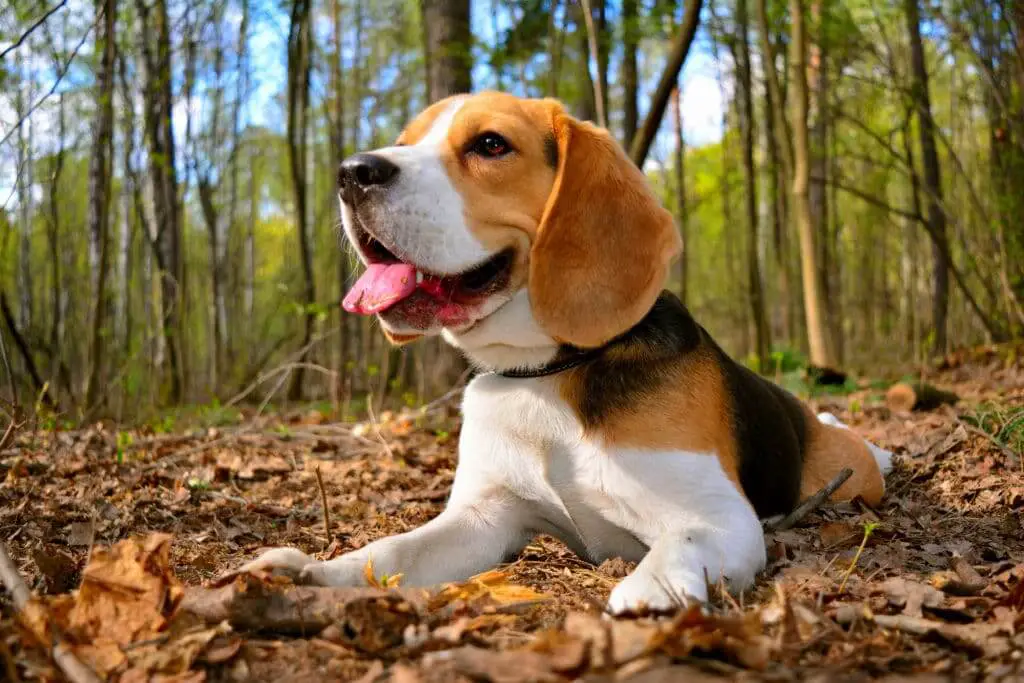 beagle grooming