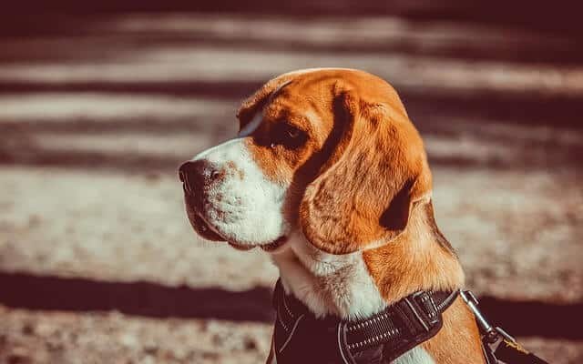 13 week old beagle