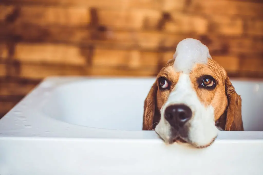 how to bath a beagle
