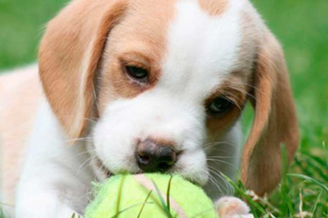 teacup beagle