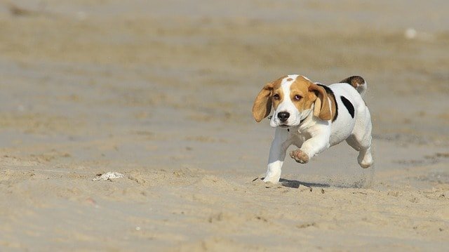 beagle puppies for sale north west