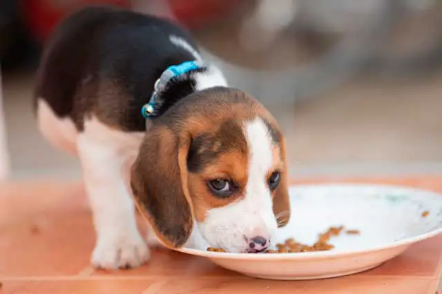 How much should a Beagle eat daily? – Beagle Owner