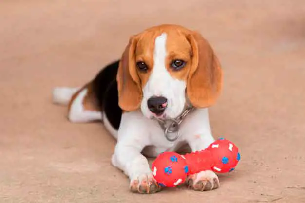 toys for beagles