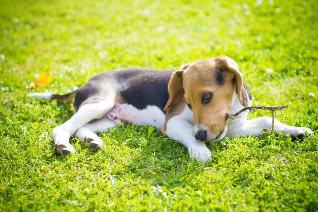 How Do You Stop A Beagle From Biting? Beagle Owner