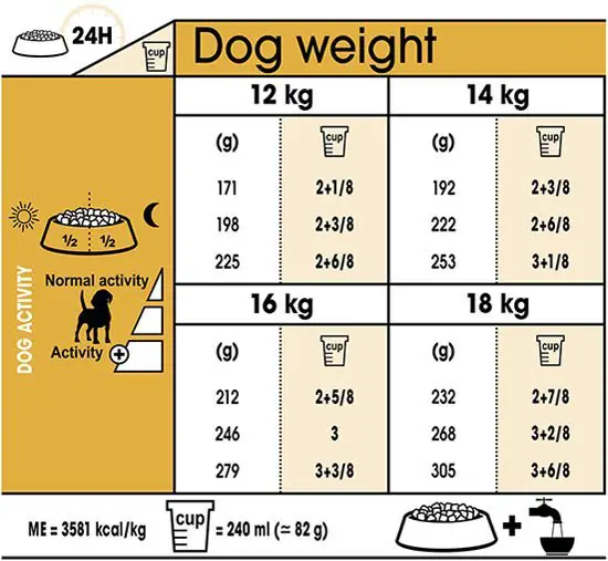 How Much Should A Beagle weigh?