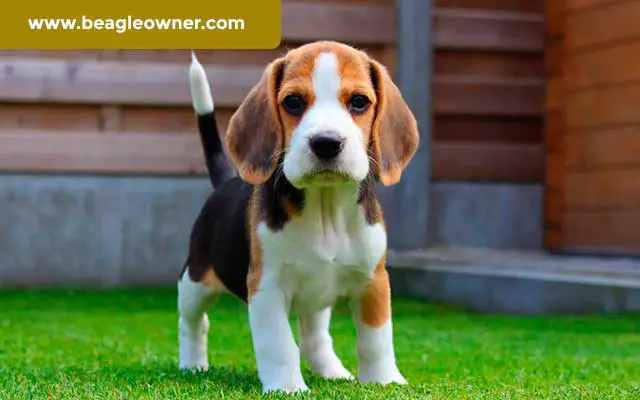 Pocket Beagle Ultimate Guide