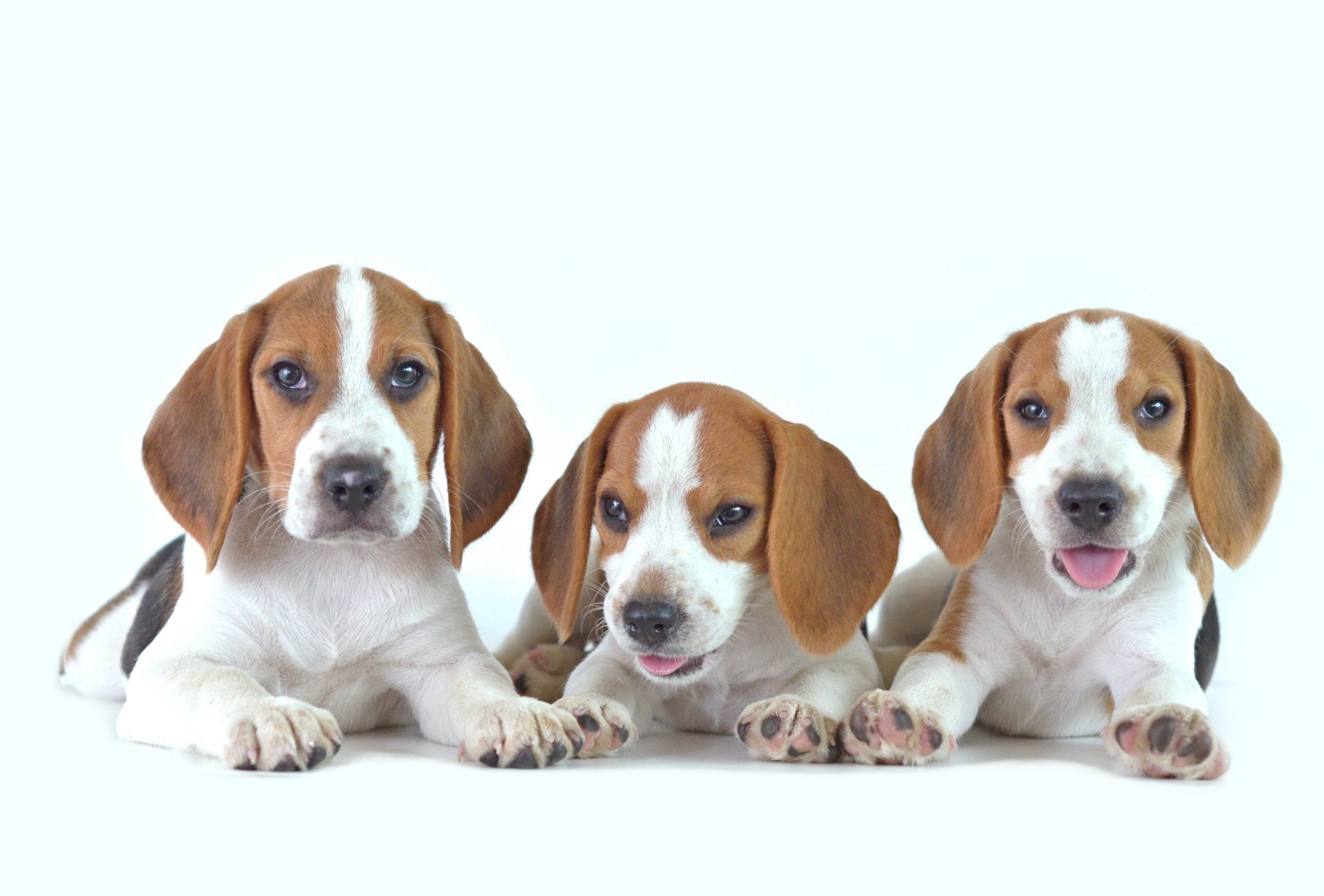 10 Reasons Why Beagles are the Best Dogs Ever – Beagle Owner